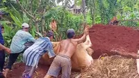 12 Sapi Mati, Peternak Kecewa Penanganan Wabah PMK di Tuban Lamban