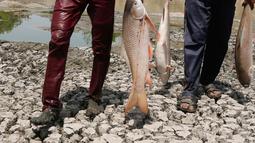 Pekerja memindahkan ikan mati dari danau Ghodasar yang sebagian kering karena cuaca panas di Ahmadabad, India, (29/5). Ratusan ikan telah mati akibat gelombang panas yang telah menelan sebagian besar India utara . (AP Photo/Ajit Solanki)