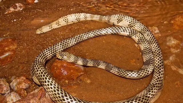 ular berbisa