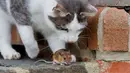 Seekor tikus kecil hanya bisa pasrah saat dirinya ditemukan kucing yang siap memangsanya, Jerman, Sabtu (20/12/2014). (AFP Photo/Julian Stratenschulte)