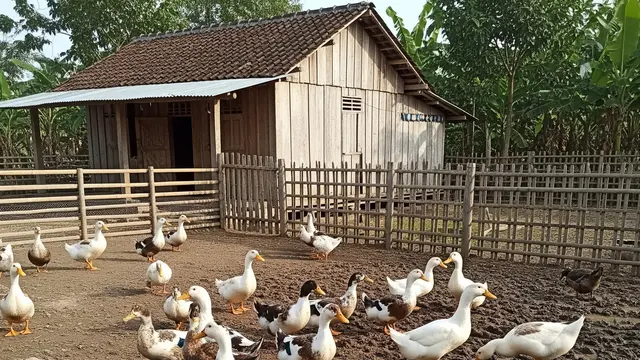 Ilustrasi Peternakan Bebek.