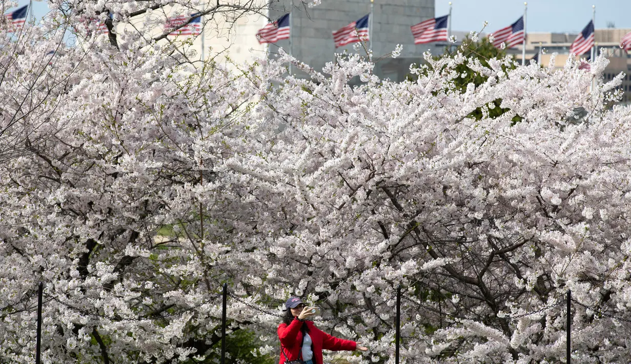Seorang pengunjung mengambil gambar saat berjalan di pohon sakura yang mekar penuh di National Mall, di Washington, Minggu (22/3/2020). Puncak mekar bunga sakura tahun ini disebut-sebut yang paling cepat sejak 2012 tersebut  bertepatan dengan wabah pandemi virus corona. (AP/Jose Luis Magana)
