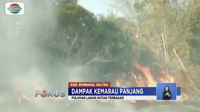 Puluhan hektar Hutan Taman Nasional Rawa Aopa Watumohai di Bpmbana, Sulawesi Tenggara ludes dilalap api.