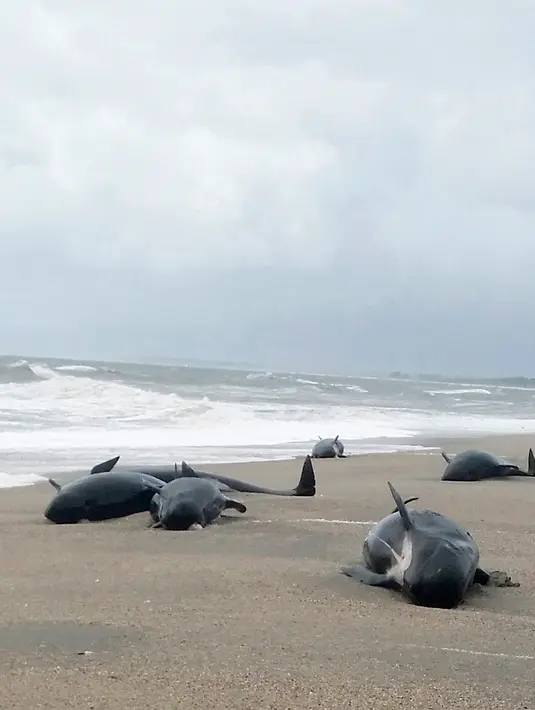 Paus pilot terdampar di Haast, pantai barat Pulau Selatan Selandia Baru, Kamis (5/4). Departemen Konservasi Selandia Baru mengatakan 38 paus pilot ditemukan terdampar di mulut Sungai Okuru, selatan Haast. (New Zealand Department of Conservation via AP)