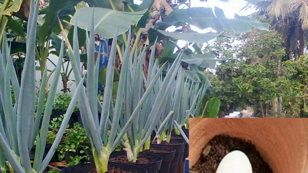 Ingin Tanaman Tumbuh Subur? Coba Metode Tanam Telur