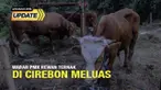 Wabah Penyakit Mulut dan Kuku (PMK) di Kabupaten Cirebon dilaporkan semakin meluas. Data per hari Selasa lalu, PMK di Cirebon meluas hingga ke 22 kecamatan. PMK juga menyerang sebanyak 1.356 ternak.