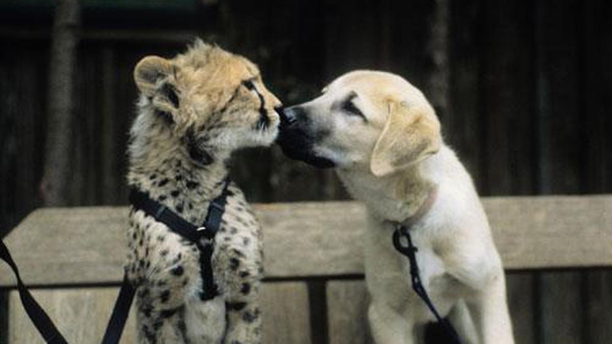 Foto Persahabatan Hewan Yang Mengharukan - Photo Fimela.com