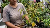 7 Ciri Tanaman Cabai Overdosis Pupuk, Hindari Agar Tidak Gagal Panen