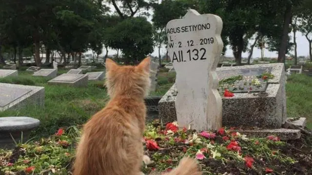 Kucing di Kuburan Majikan