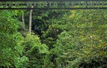 Mengunjungi Wisata Alam Ketambe di Aceh Tenggara, Ada Banyak Satwa Dilindungi hingga Sensasi Arung Jeram