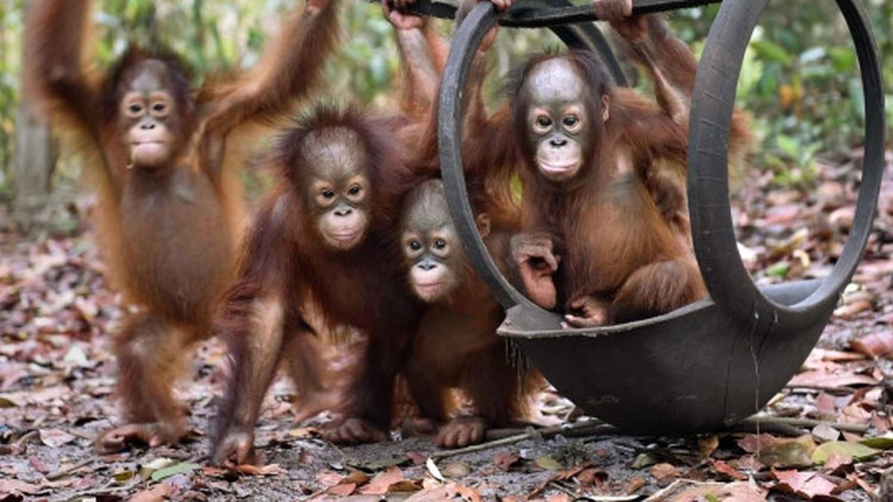 Menengok bayi orang utan selamat dari kebakaran hutan Palangkaraya