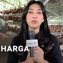 Harga Telur Terpuruk, Peternak Ayam di Ujung Tanduk