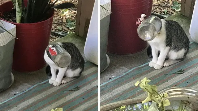 10 Potret Nyeleneh Kucing Tersangkut Waktu Usil, Penampakannya Bikin Nyengir