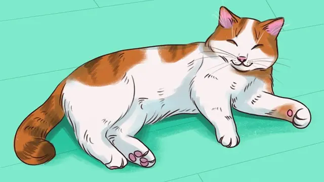 Coba Perhatikan, 6 Posisi Tidur yang Ungkap Suasana Hati Kucing