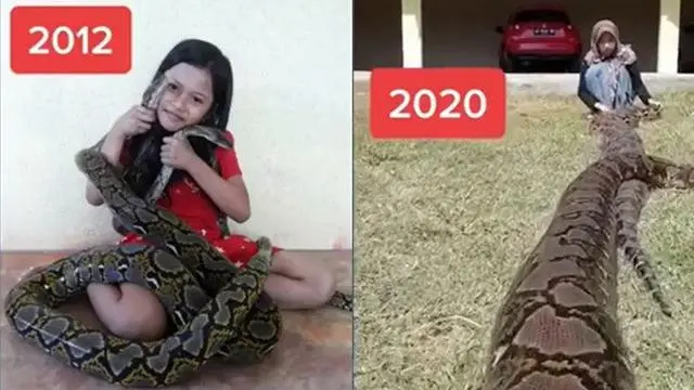 5 Kisah Persahabatan Manusia dengan Ular Piton, Ada yang Jalin Ikatan Sejak Bayi