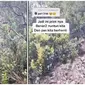 Video Pendaki Dipandu Burung Jalak saat Tersesat di Gunung Lawu Ini Jadi Sorotan (sumber: TikTok/mocha_doank)