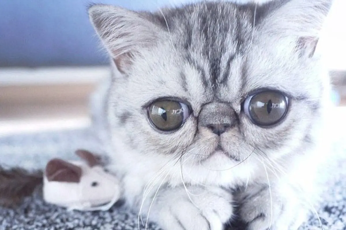 kucing bermata besar, kucing unik