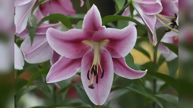 Bunga Lily