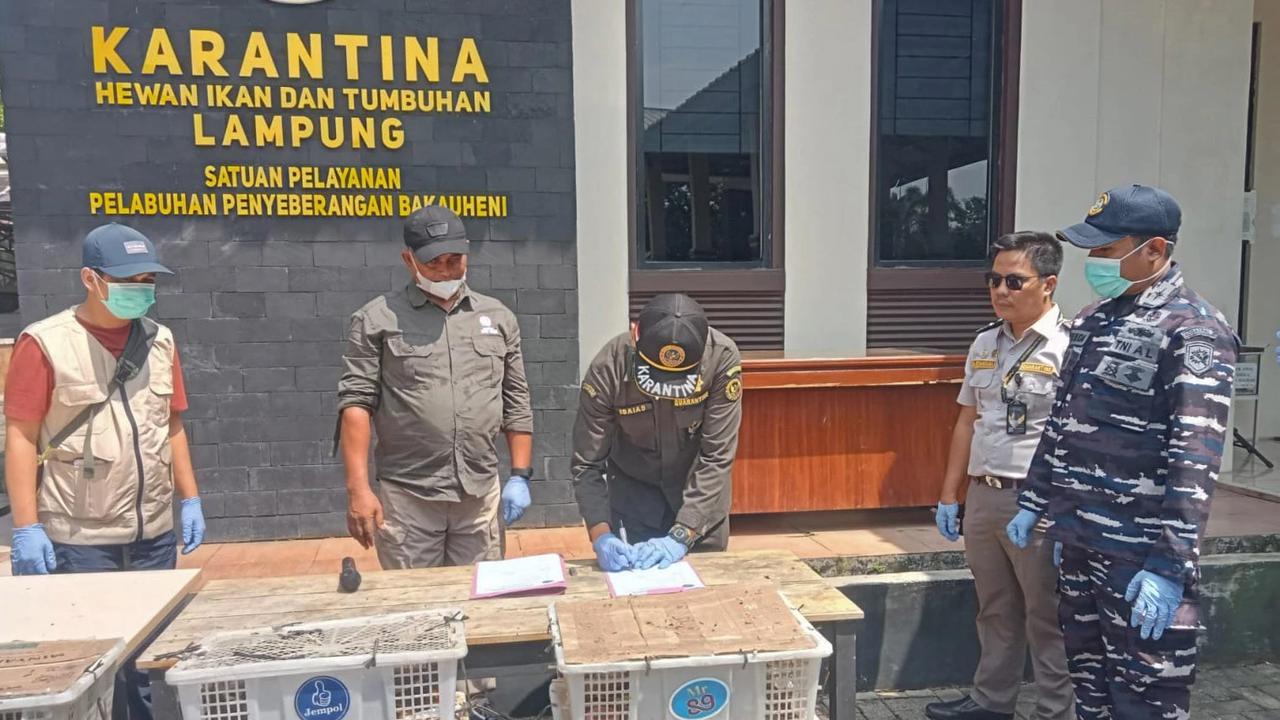 FOTO: TNI AL Gagalkan Penyelundupan Ratusan Burung Ilegal di Bakauheni