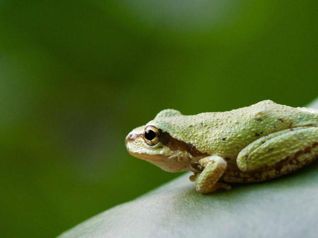 Kodok Raksasa Ini Bisa Bangun Kolam Sendiri Untuk Anak Anaknya Global Liputan6 Com Discover a wide selection of international products on amazon global store. kodok raksasa ini bisa bangun kolam