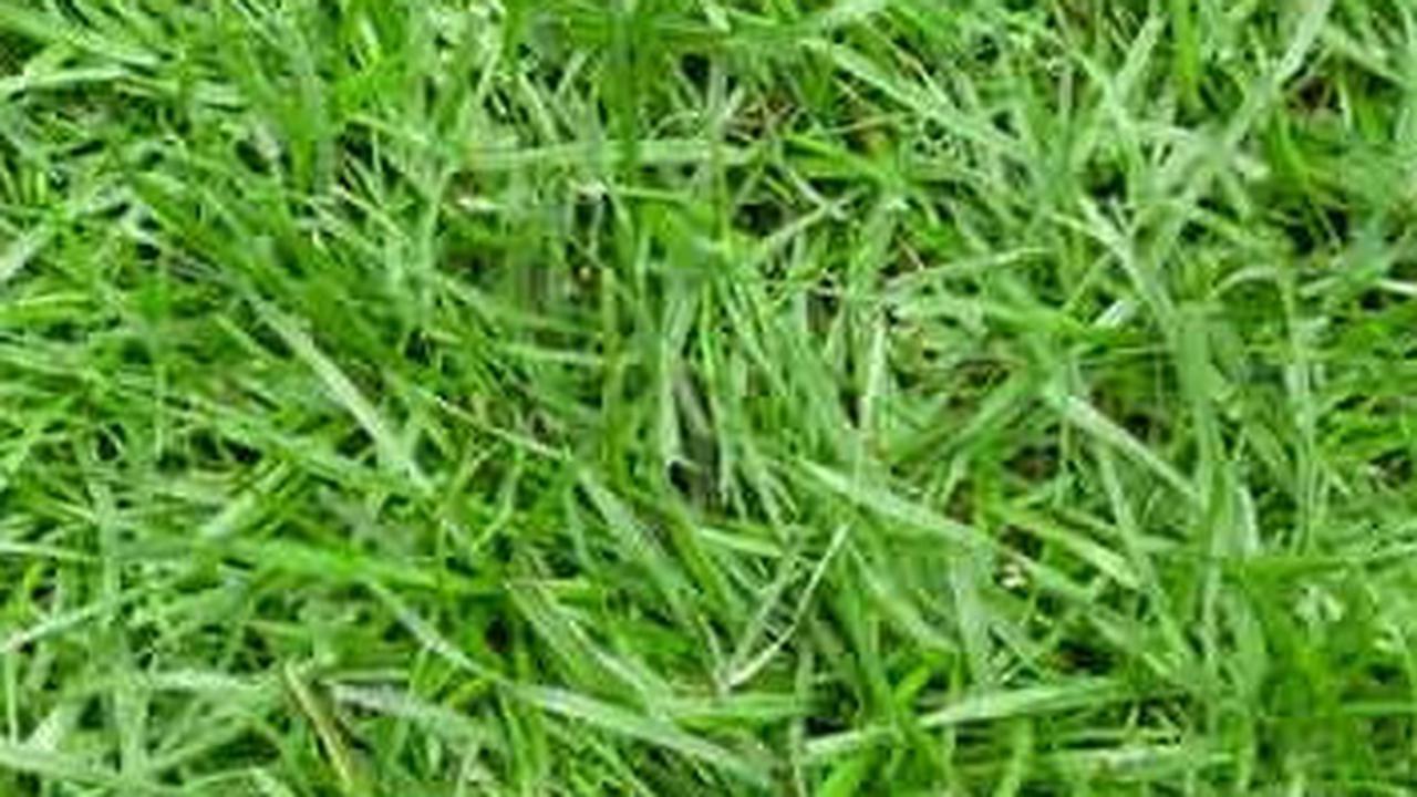 4. Rumput Zoysia<br>