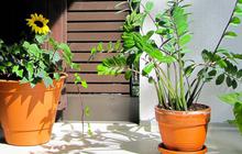 10 Inspirasi Tanaman Outdoor untuk Lantai 2: Tahan Cuaca Ekstrem, Cantik, dan Minim Perawatan
