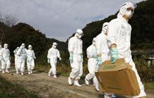 Jepang Musnahkan 50.000 Ekor Ayam Setelah Wabah Flu Burung Merebak