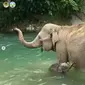 Anak gajah Boni sedang berenang bersama ibunya, Sari. Boni berusia satu bulan (dok.instagram/@tngunungleuser/https://www.instagram.com/p/CL22DhLAHcM/Komarudin)