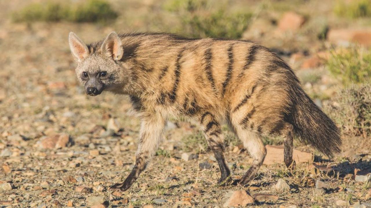 1. Aardwolf<br>
