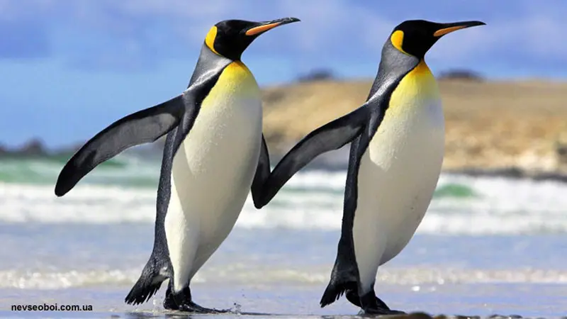 Luar Biasa! Penguin Ajarkan Arti Mencintai Pasangan dan Kesetiaan - Health  Liputan6.com