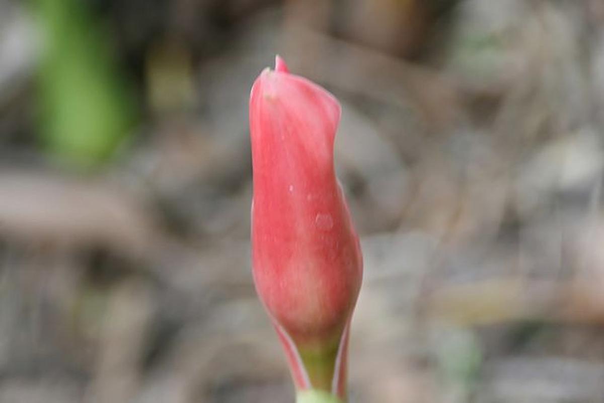 Bunga kecombrang kaya antioksidan. (Foto: Wikimedia Commons)