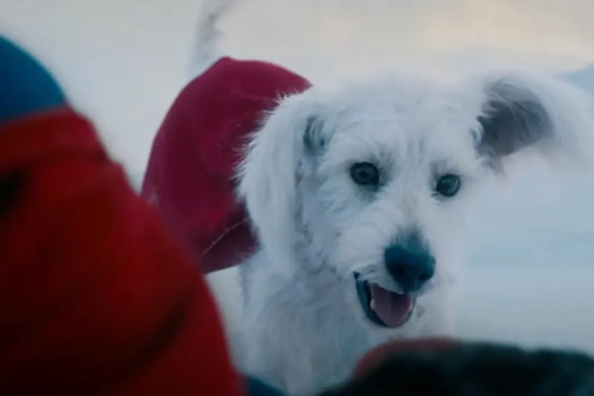 17 Easter Egg yang Muncul di Trailer Superman Terbaru, Ada Krypto si Anjing Super