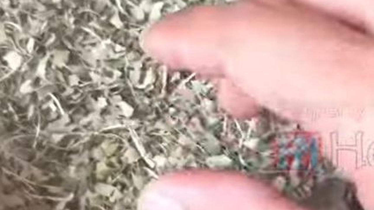 Blender Daun Jeruk Purut