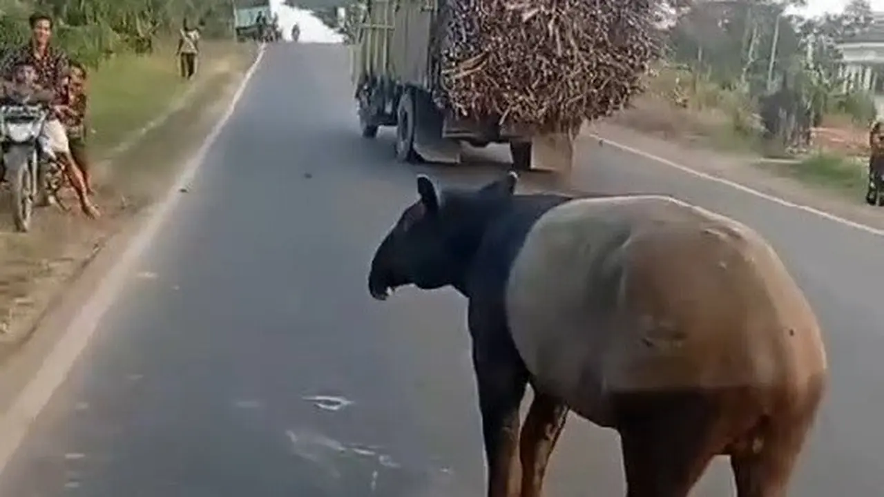 Viral! Tapir Tiba-Tiba Muncul di Jalan Lintas Mesuji Lampung, Warga Khawatir Keluar Habitat