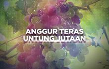 VIDEO: Untung Jutaan dari Tanam Anggur di Teras Rumah