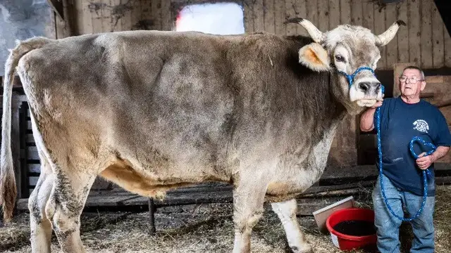 Sapi Tertinggi