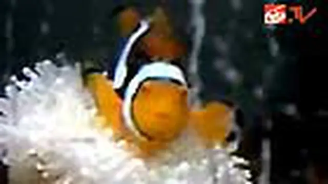 Budidaya Ikan Nemo
