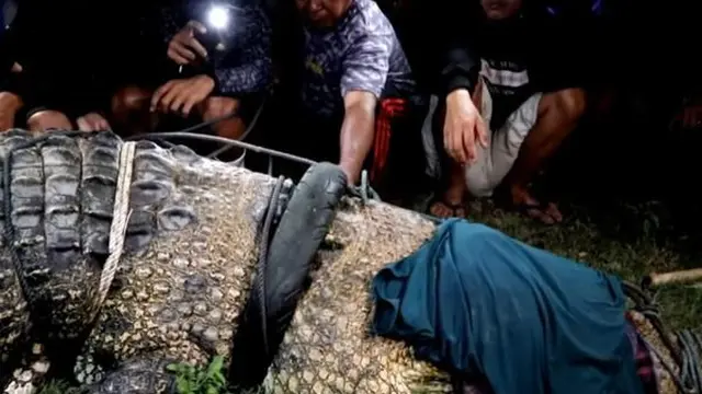 6 Tahun Terjerat, Ini 6 Momen Buaya Berkalung Ban di Palu Akhirnya Berhasil Dilepas