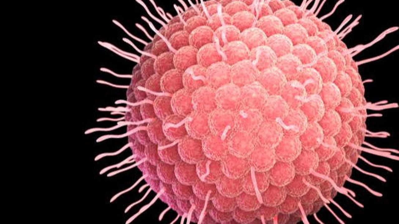 Kenali Pengertian Virus Oropouche, Gejala, serta Upaya Pencegahan yang Perlu Dilakukan