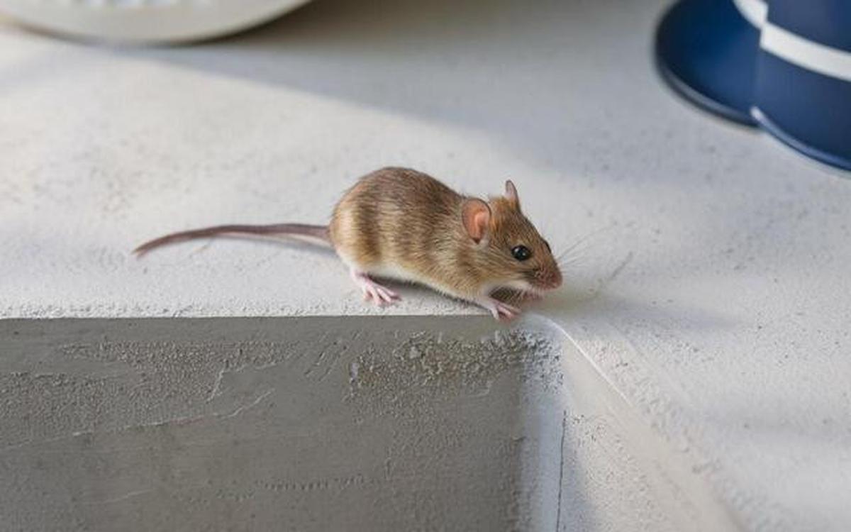 6 Jenis Bahan Bangunan Rumah yang Tahan dari Serangan Tikus, Aman untuk Rumah Modern