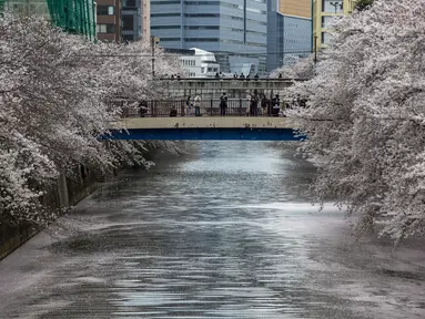 Orang-orang yang mengenakan masker pelindung untuk membantu mengekang penyebaran virus corona berkumpul di jembatan saat bunga sakura bermekaran dan kelopak bunga menutupi permukaan Sungai Meguro di Tokyo, Minggu (28/3/2021). (AP Photo/Kiichiro Sato)