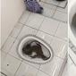 Seorang perempuan asal Malaysia menemukan kadal besar bersembunyi di toilet rumahnya di Kuantan, Ahang, Malaysia pada Senin (2/10/17).