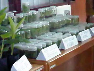 Citizen6, Bogor: Hasil karya unggulan alumni IPB yang diproduksi di Balai Benih Induk DKI. (Pengirim: Fahrizal Razak)