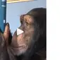 Sugriva, simpanse yang viral bisa bermain Instagram (Sumber: Instagram/@therealtarzann)