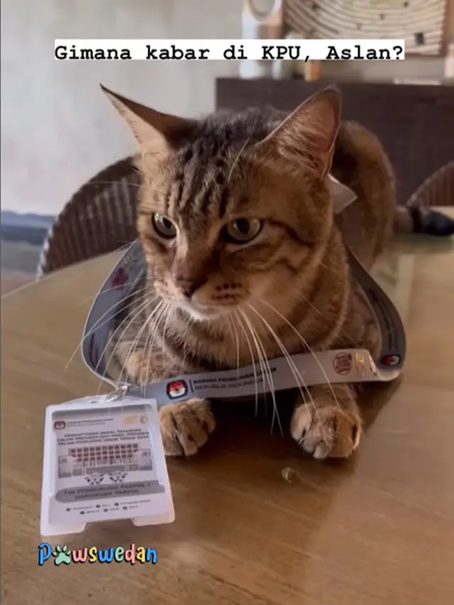 Kucing Anies Baswedan
