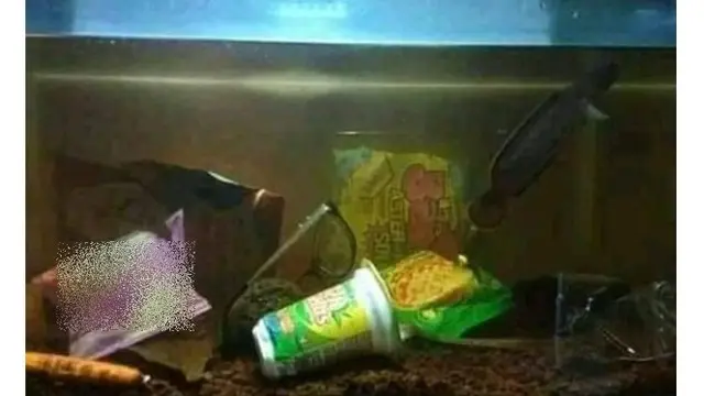 6 Potret Aquascape Low Budget Ini Bikin Pencinta Ikan Hias Senyum Tipis