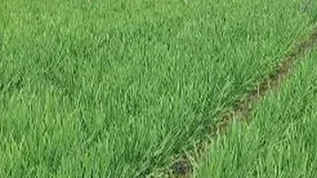 Program Irigasi Perpompaan Selamatkan 48 Ha Sawah di Kota Banjarmasin