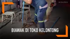 Seorang wanita ketakutan bukan main saat menemukan seekor biawak berukuran besar berada di dalam toko kelontongnya.