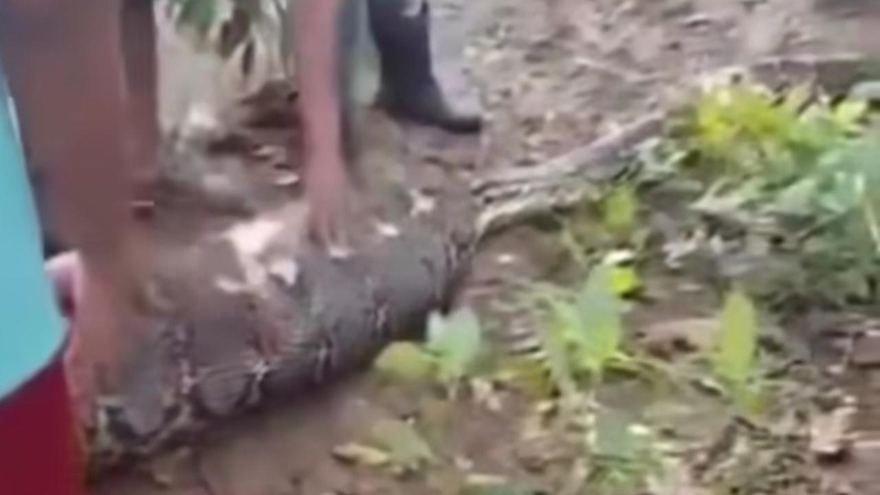 Ngeri, Penampakan Perut Besar Ular Piton 8 Meter Telan Hidup-Hidup Seorang Kakek di Buton Selatan