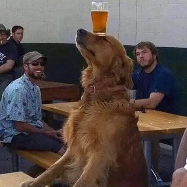 6 Kelakuan Nyeleneh Anjing Saat Main, Ada yang Buat Anak Nangis